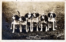 Champion Team of Beagles