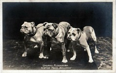 Upgang. Floradora Kentish Pride (Bulldogs)
