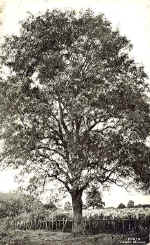 ASH.JPG (52316 bytes)