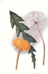 Seed Dispersal-Dandelion