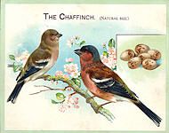 Chaffinch (The)