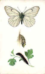 Black-veined White Butterfly (The)