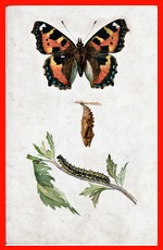 Small Tortoise-Shell Butterfly (The)