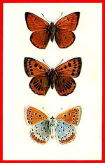 Large Copper Butterfly (The)