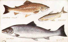 Commin Trout, Vendace, Salmon