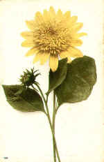 Sunflower (The) 138