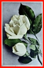 Roses (White)