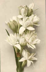 Bunch of smallish white flowers