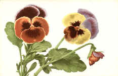 Pansy (Flower & Bud) 1