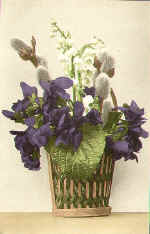 Violets, Catkins & Snowdrops in a pot