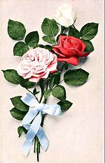 Roses tied with Blue Ribbon