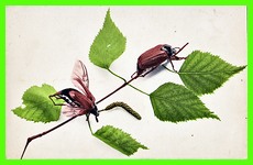 Birch Leaves and Beetles
