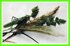 Wheat, Barley and Grasshopper - still life