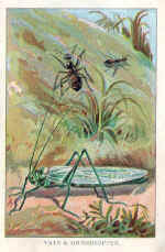 Ants / Grasshopper