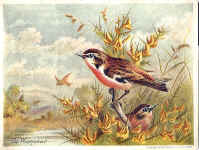 Whinchat (The)