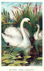 10) Swan