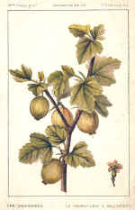 Gooseberry (The)
