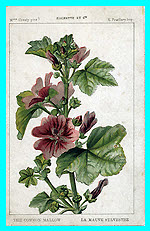 Common Mallow (The)