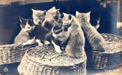 Kittens in baskets S.600-5950