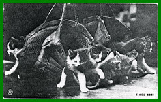Kittens in bags S.600-5951
