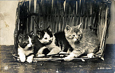 Kittens in basket S.600-5952