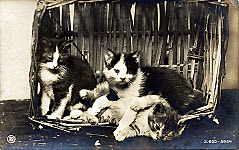 Kittens in basket<br/>S.600-5954