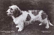 Rough Basset Hound Beauty, The Kings 265