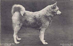 Lapland Sledge-dog Perla, The Kings 203