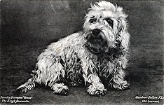 Dandie Dinmont, The King's favourite, 230