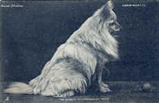 Pomeranian Dog (The) (The Queen's toy pomeranian 'Gina')