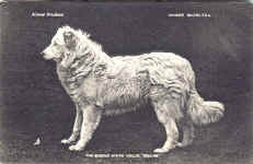 Collie (The) (The Queen's white collie 'Squire'