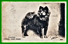 Champion Chinese Chum<