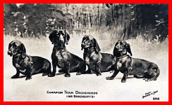 Champion Team Dachsunds