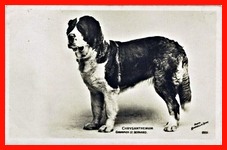 Chrysanthemum Champion St. Bernard