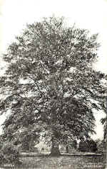 Beech
