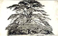 Cedar of Lebanon