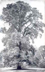 Elm (Common)