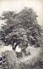 Elder