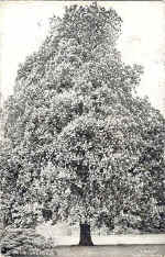 Horse Chestnut