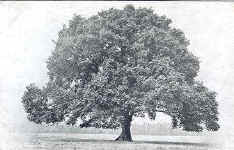 Oak (Common)
