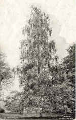 Silver Birch
