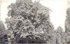 Walnut