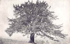Yew (Common)