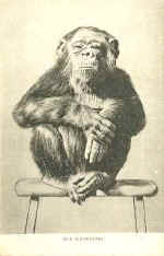 Chimpanzee (The)
