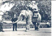 Ride (A) on the Elephant