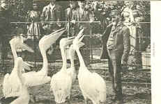 Pelicans