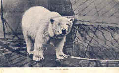 Polar Bear (The)
