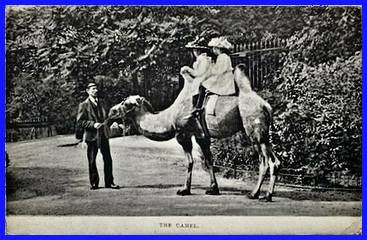 Camel (The)