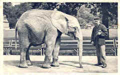 African Elephant