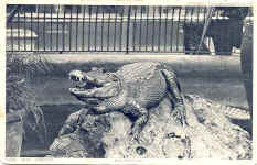 Alligator